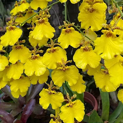 ORQUÍDEA CHUVA DE OURO (Oncidium 'Aloha')