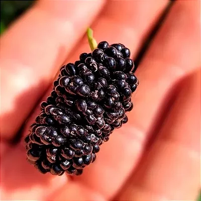 AMORA PORTUGUESA GIGANTE (Morus nigra) - Muda com 30 a 60 cm