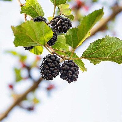 AMORA PRETA (Morus Nigra)