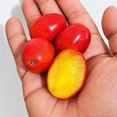 SERIGUELA (Spondias purpurea) - Muda