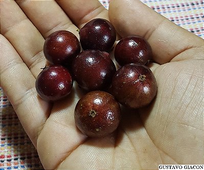 JABUTICABA HÍBRIDA PRECOCE (Plinia cauliflora) - Muda com até 60 cm