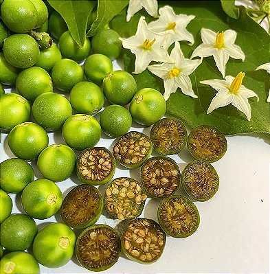 JURUBEBA (Solanum paniculatum) - Muda com até 60 cm