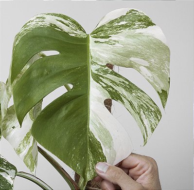 COSTELA DE ADÃO ou MONSTERA VARIEGATA ALBO (Monstera deliciosa "variegata")