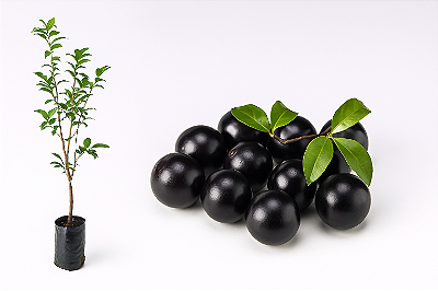 Jabuticaba Sabará (Plynia jaboticaba)