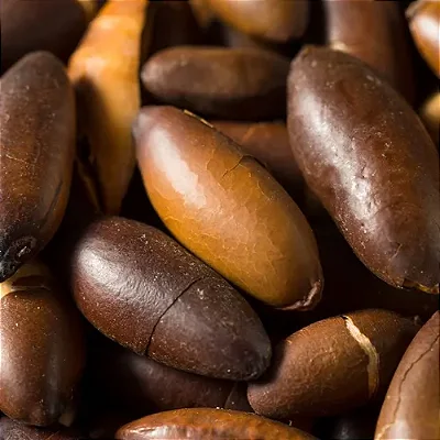 CASTANHA BARU (Dipteryx alata) - Muda com até 60 cm