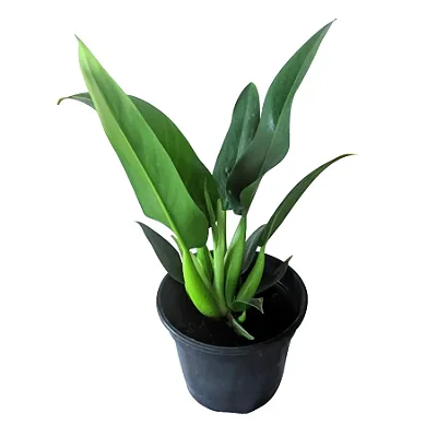 PACOVÁ (Philodendron martiaum) - Pote 11