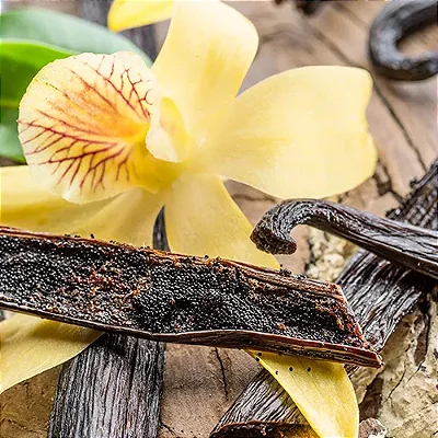 BAUNILHA (Vanilla planifolia) - Pote 15