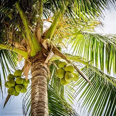 COCO ANÃO (Cocos nucifera) - Muda com até 1 metro