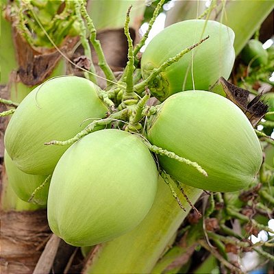 COCO ANÃO (Cocos nucifera) - Muda com até 1 metro
