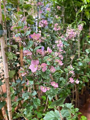 CHAPÉU CHINÊS ROXO (Karomia tettensis)