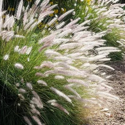 CAPIM DO TEXAS VERDE (Pennisetum setaceum)