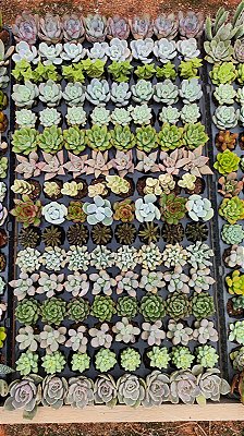 KIT COM 128 SUCULENTAS - BANDEJA