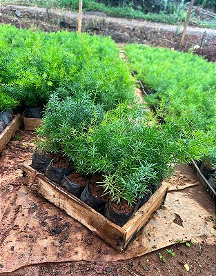 ASPARGO ALFINETE (Aspargus densiflorus `Sprengeri´) - CAIXA COM 15 MUDAS