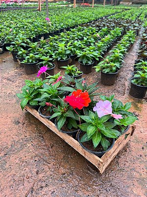 SUNPATIENS (Impatiens hawkeri) - CAIXA COM 8 MUDAS