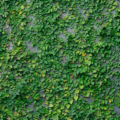 UNHA DE GATO (Ficus pumila) - CAIXA COM 15 MUDAS