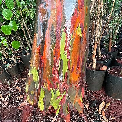 EUCALIPTO ARCO-ÍRIS (Eucalyptus deglupta)