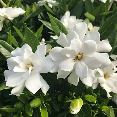 JASMIM DO CABO ou GARDÊNIA (Gardenia jasminoides) - 40 cm