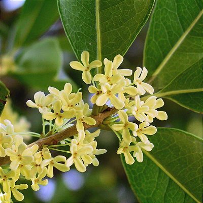JASMIM DO IMPERADOR (Osmanthus fragrans) - Muda com até 60 cm