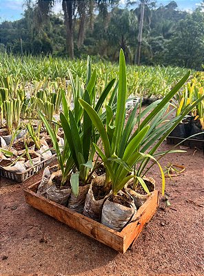 AGAPANTO BRANCO (Agapanthus africanus) - CAIXA COM 10 MUDAS