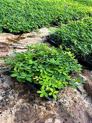 GRAMA AMENDOIM ou AMENDOIM FORRAJEIRO (Arachis repens) - BANDEJA COM 64 MUDAS