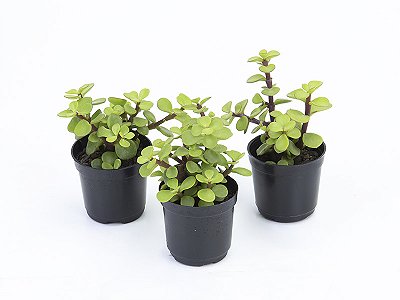 Portulacaria afra - Pote 6