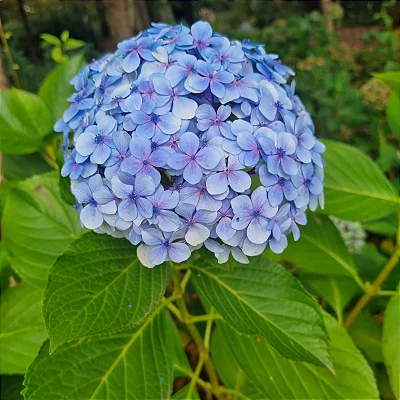 HORTÊNCIA (Hydrangea macrophylla)
