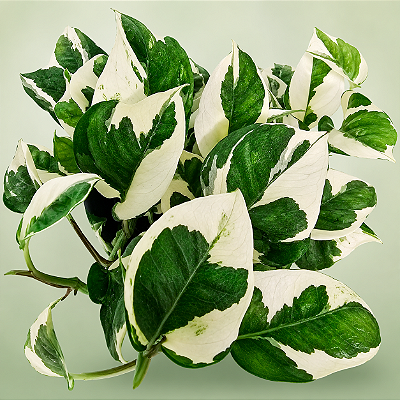 JIBÓIA NJOY (Epipremnum aureum Njoy) - Cuia 13