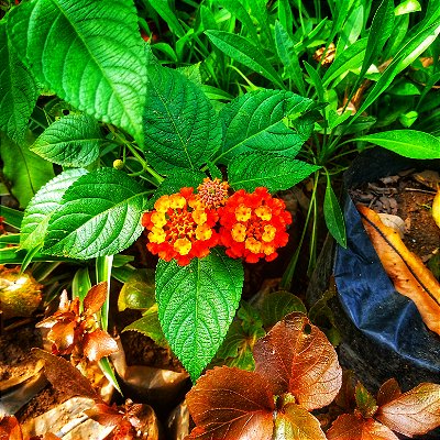 LANTANA ou CAMBARA (Lantana câmara)