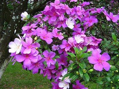 MANACÁ DA SERRA (Tibouchina mutabilis)