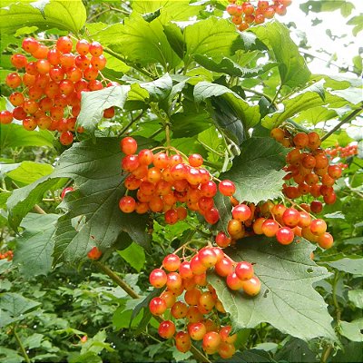 FRUTA DO SABIÁ (Acnistus Arborescens) - Muda com 30 cm