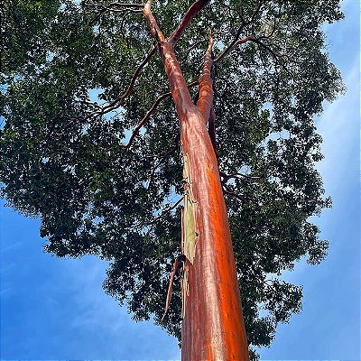 PAU MULATO (Calycophyllum spruceanum) - Muda com 60 a 80 cm