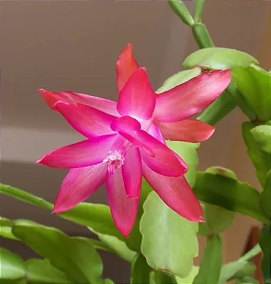 FLOR DE MAIO (Schlumbergera truncata)