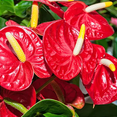 ANTÚRIO (Anthurium andraeanum)