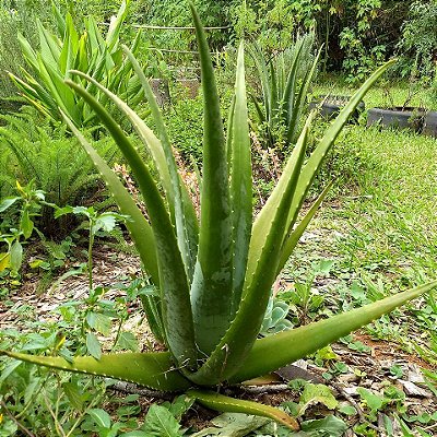 BABOSA (Aloe vera)