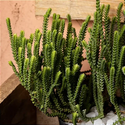 CRASSULA MUSCOSA PURPUSII
