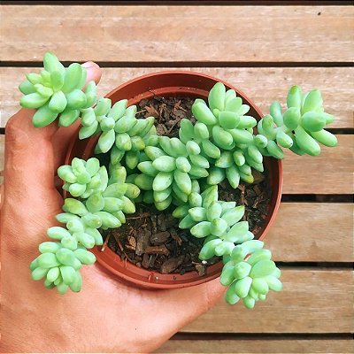 DEDINHO DE MOÇA (Sedum Morganianum)