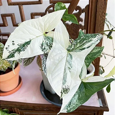 SINGÔNIO VARIEGATA (Syngonium podophyllum 'Albo Variegatum')