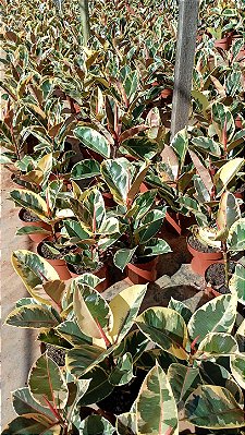 FICUS TINEKE VARIEGATA (Ficus elastica 'Tineke') - Pote 17