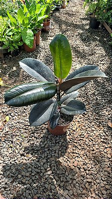 Ficus Elastica Burgundy - Pote 17