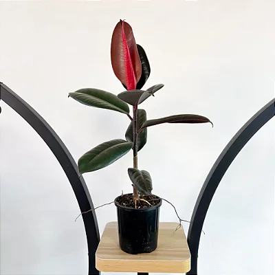FÍCUS ELÁSTICA BURGUNDY (Ficus elastica 'Burgundy')