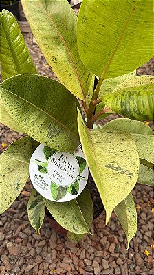FICUS SHIVEREANA (Ficus elastica 'Shivereana') - Pote 17