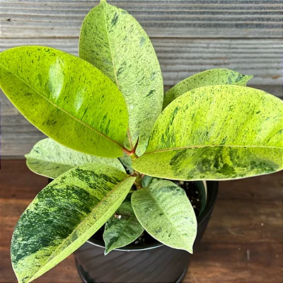 FÍCUS SHIVEREANA (Ficus elastica 'Shivereana')