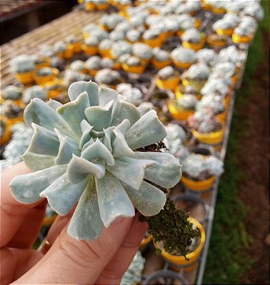 Echeveria Runyonii 'Topsy Turvy'