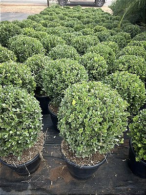 BUXINHO BOLA (Buxus sempervirens) - Muda