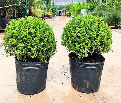 BUXINHO BOLA (Buxus sempervirens)