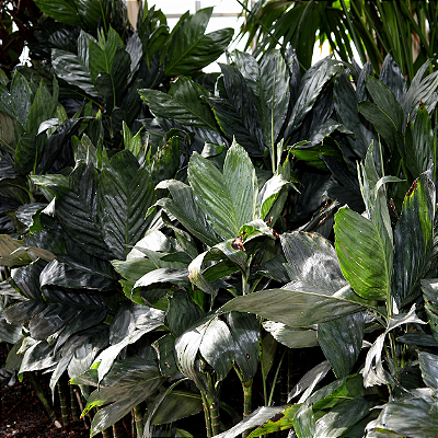 PALMEIRA METÁLICA (Chamaedorea metallica) - Muda com até 1,20m