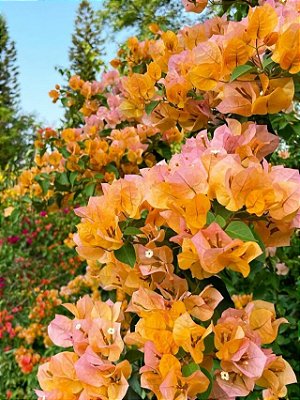 PRIMAVERA LARANJA (Bougainvillea spp.)