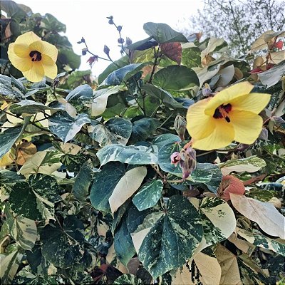 HIBISCO DA PRAIA VARIEGATA (Hibiscus tiliaceus ‘Variegata’) - Muda com até 60 cm