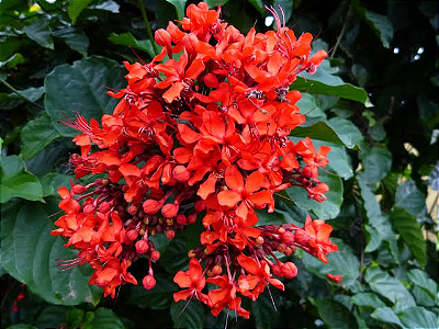 CLERODENDRO VERMELHO (Clerodendrum splendens) - Muda com até 1 metro