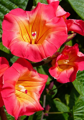 IPOMEIA AFRICANA (Ipomoea cairica)